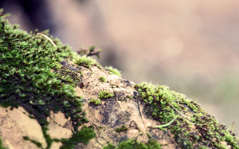 Moss-covered Rock — Green, Serene, Photograph
