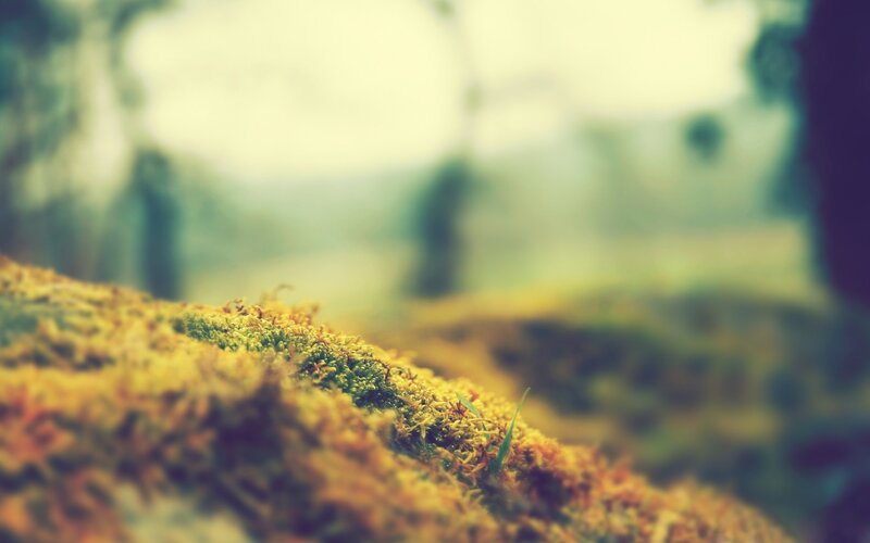 Moss-covered Rock — Green, Serene