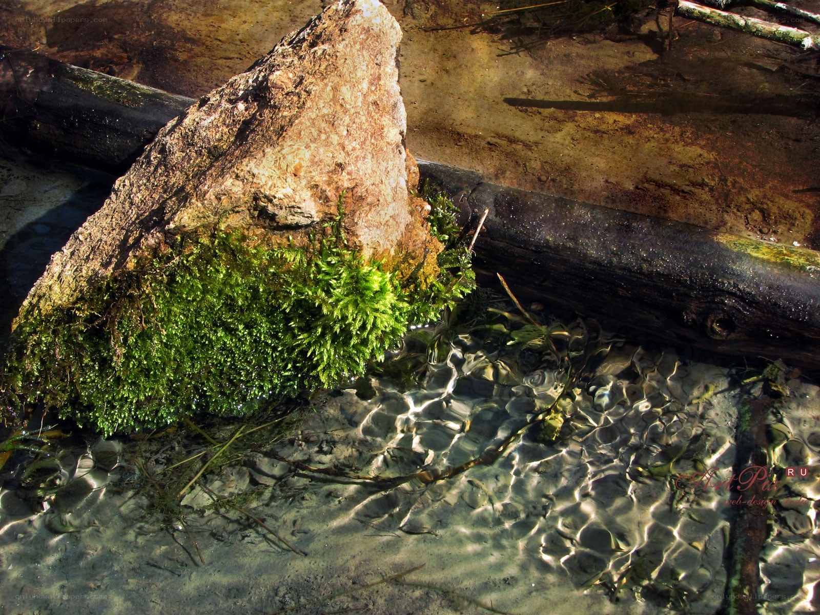 Moss-covered rock in clear water