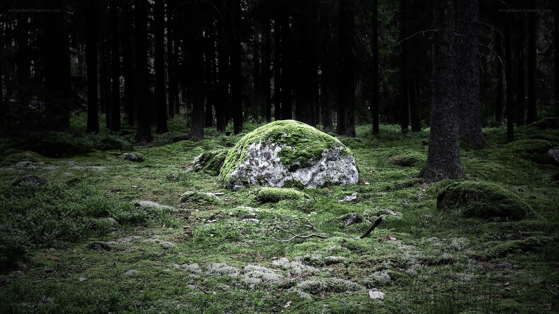 Moss-covered rock in dark forest