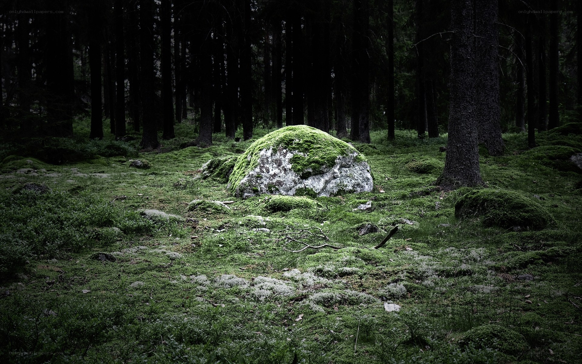 Moss-covered rock in dark forest
