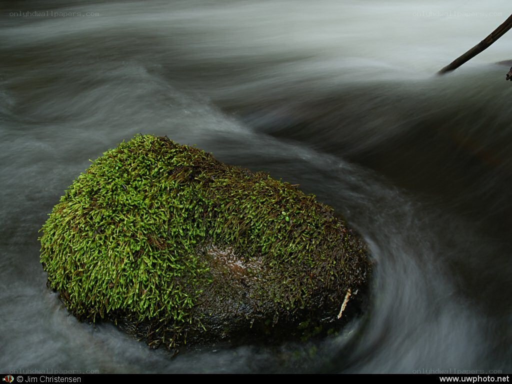 Moss-covered rock in flowing water