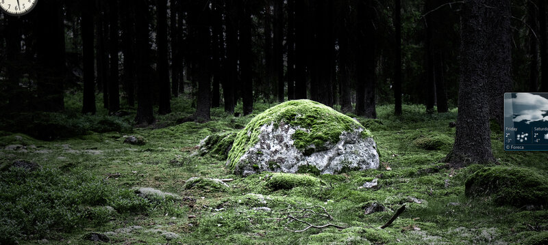 moss-covered rock in forest