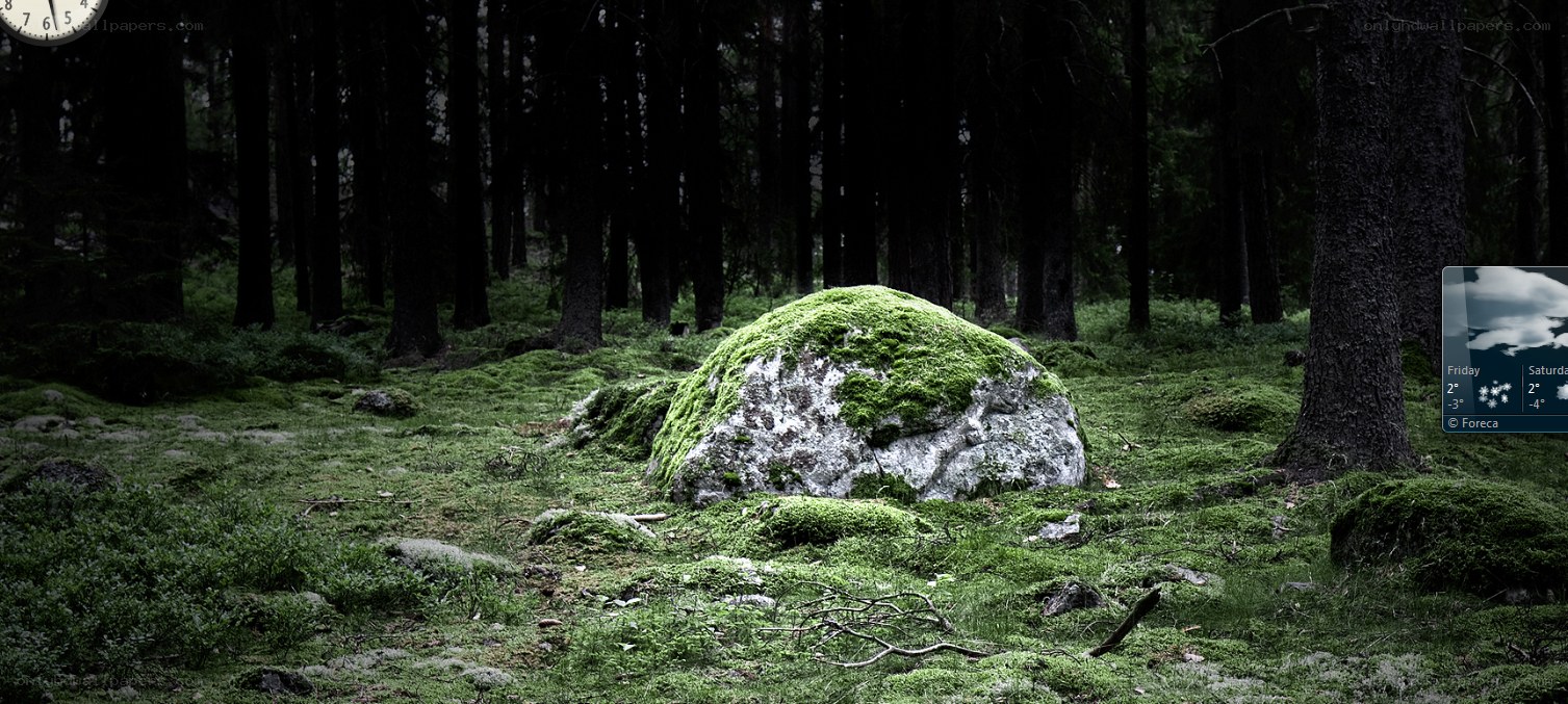 moss-covered rock in forest