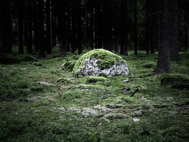 Moss-covered rock in forest