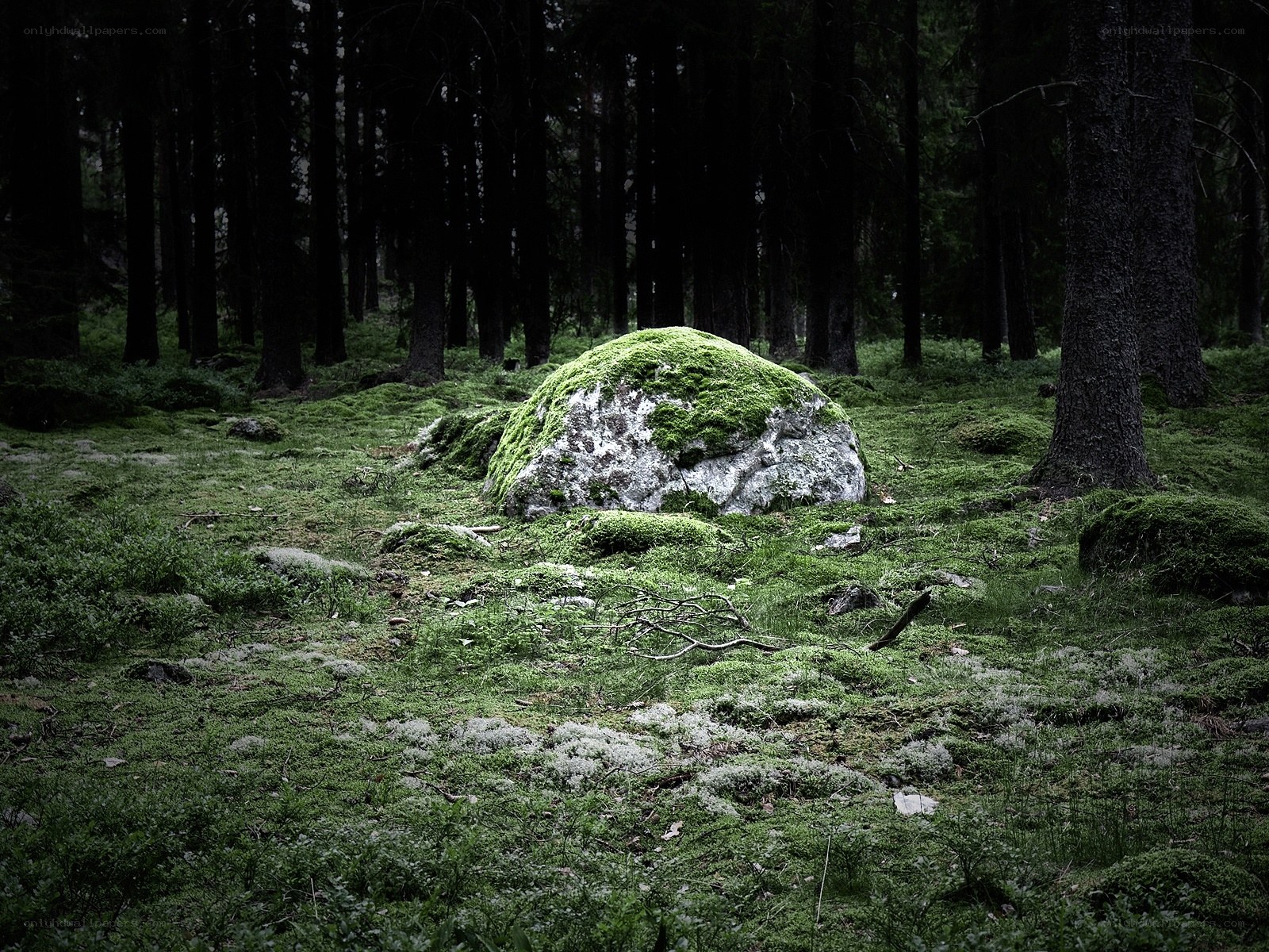 Moss-covered rock in forest