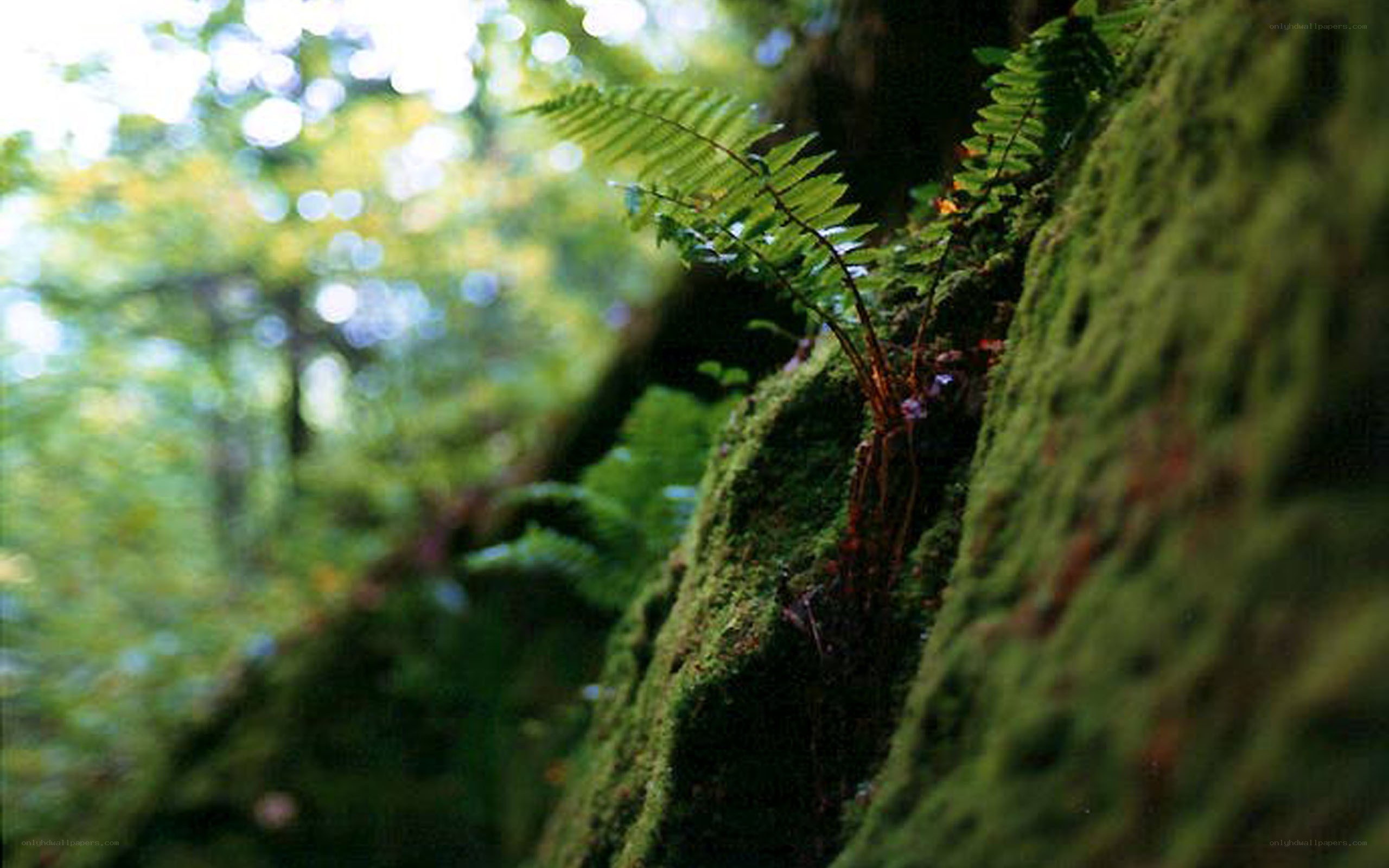 moss-covered rock in forest
