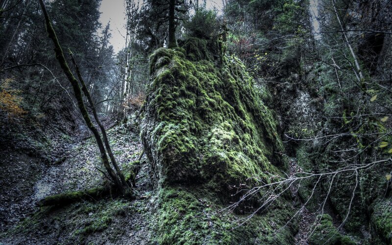 Moss-covered rock in forest