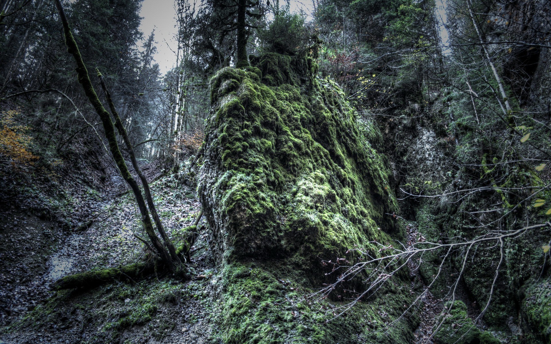 Moss-covered rock in forest