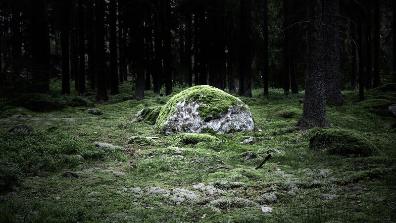 Moss-covered Rock in Forest — Green, Dark