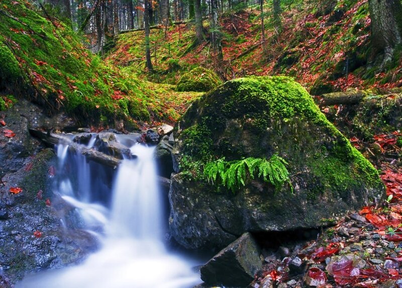 Moss-covered Rock in Forest — Green