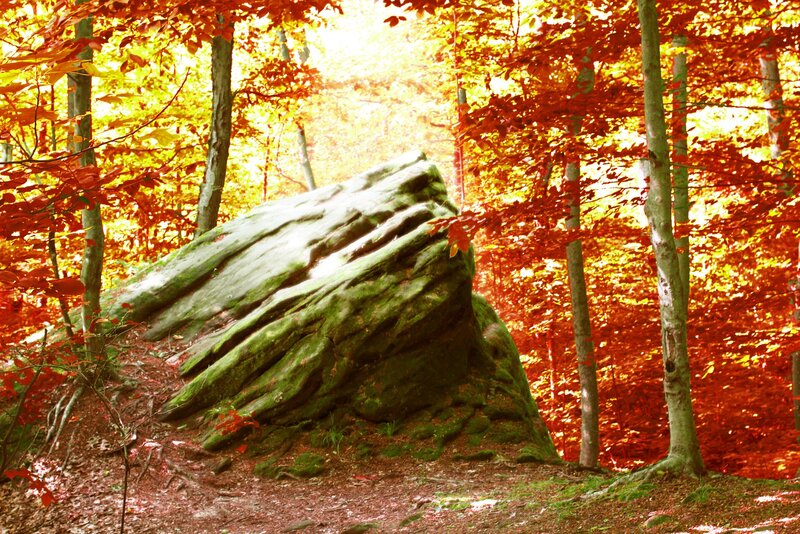 Moss-covered Rock in Forest — Red