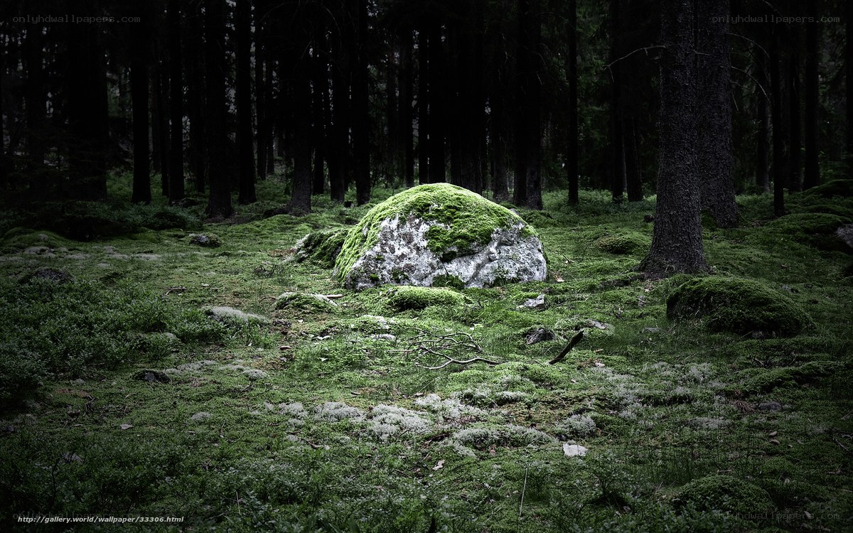 Moss-covered rock in forest