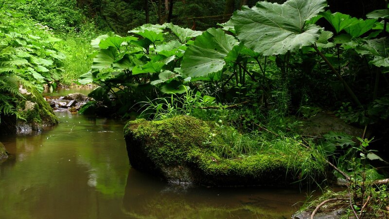 Moss-covered Rock in Stream — Green, Serene, Afternoon