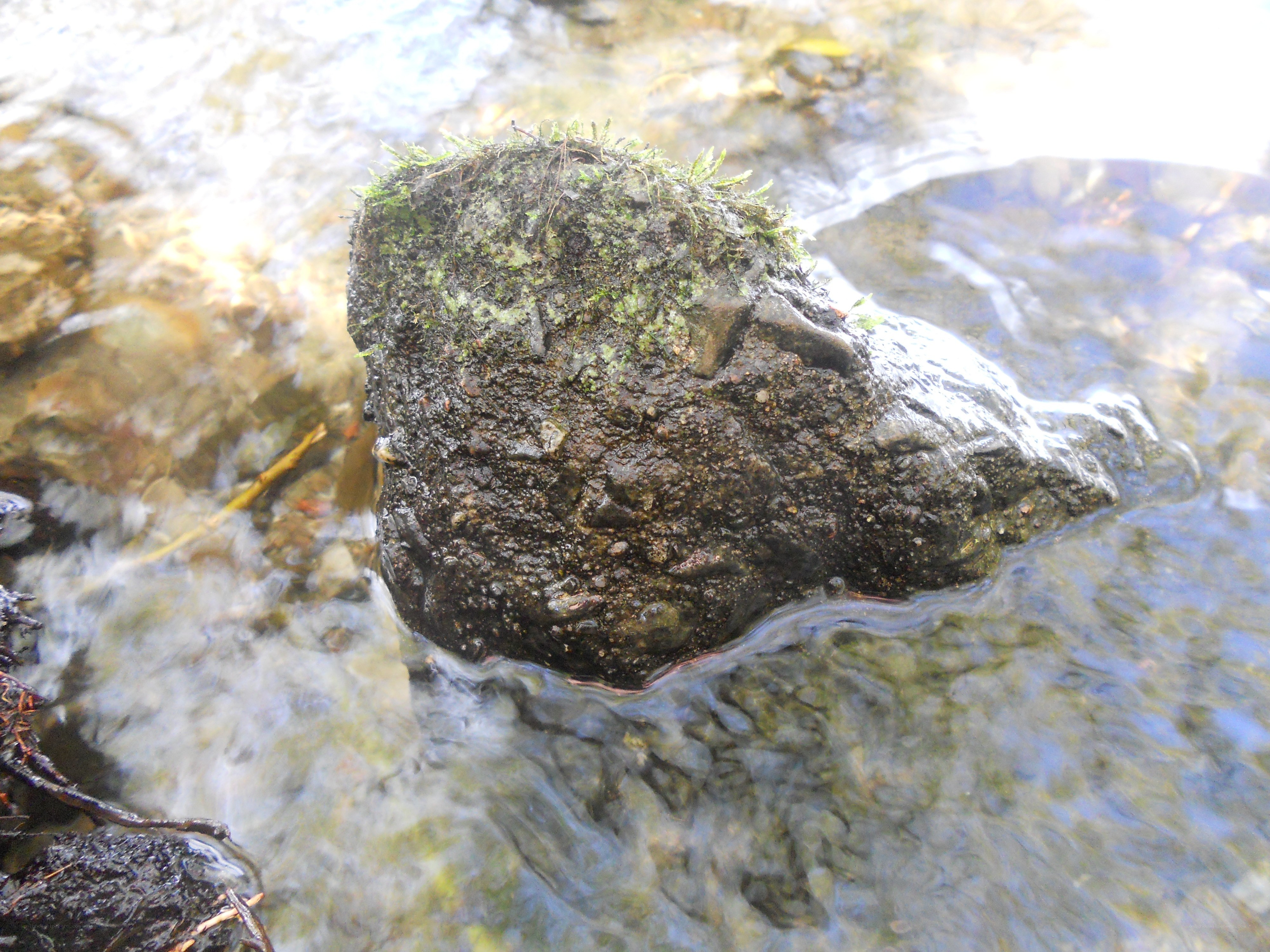 moss-covered rock in stream