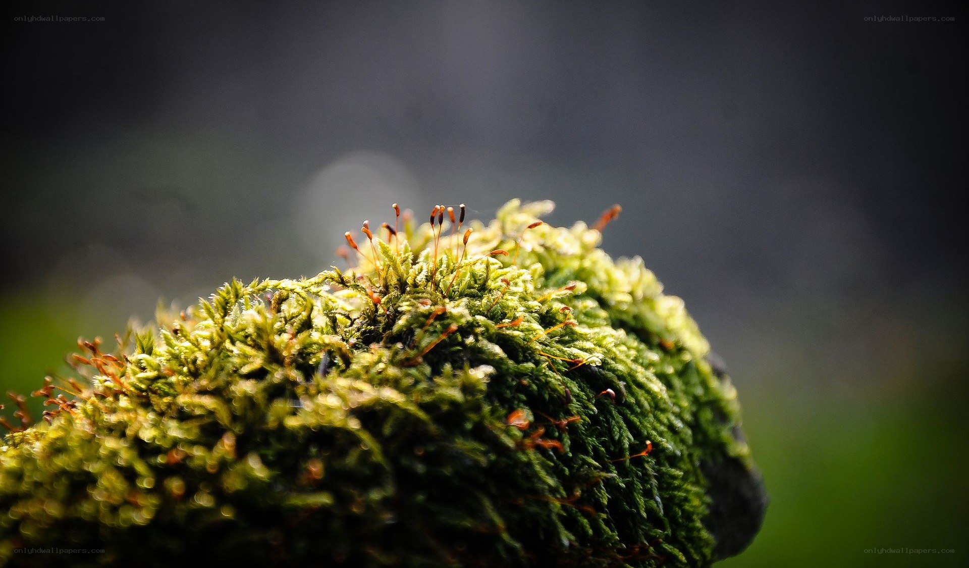 moss-covered rock in sunlight