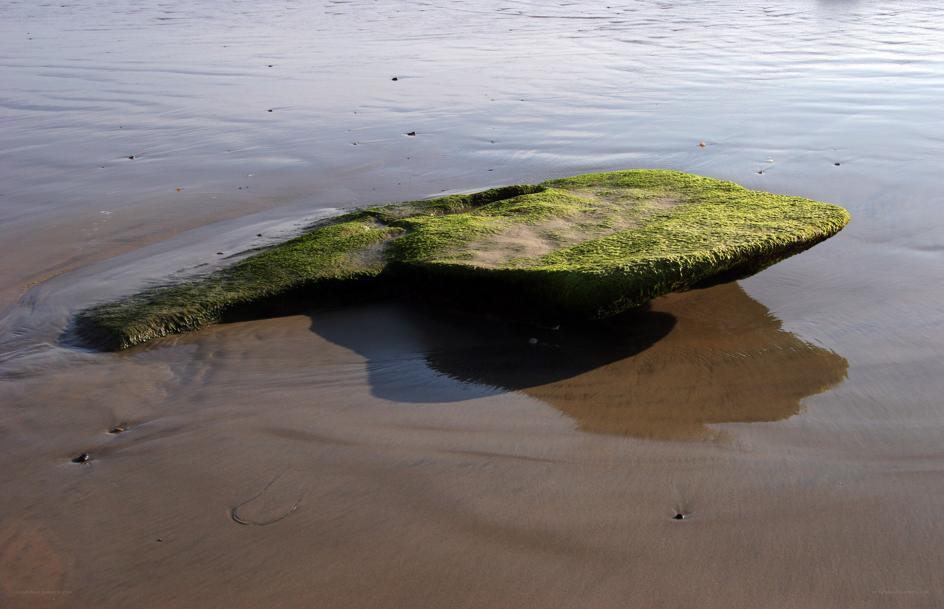 moss-covered rock on beach