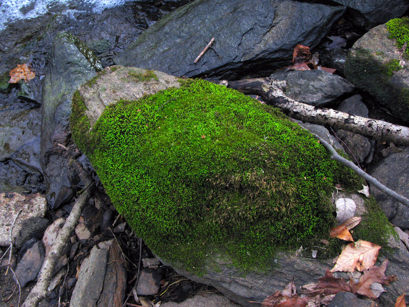 Moss-covered Rock