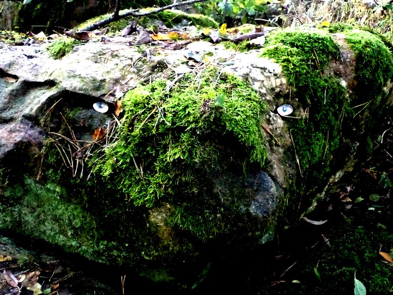 Moss-covered Rock with Eyes