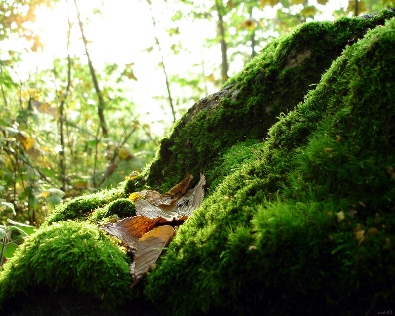 Moss-covered Rock with Leaves