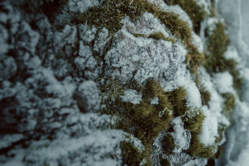 Moss-covered Rock with Snow