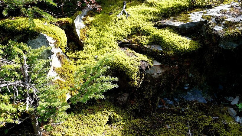 Moss-covered Rocks and Plants