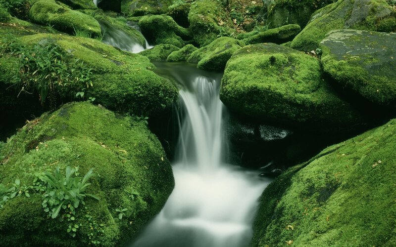 Moss-covered Rocks and Stream — Green, Serene, Photograph, Plants