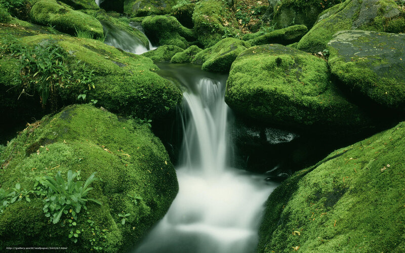 Moss-covered Rocks and Stream — Green, Serene, Photograph, Plants, Water