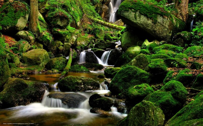 Moss-covered Rocks and Stream — Green, Serene, Photograph, Trees