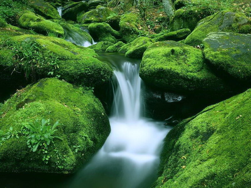 Moss-covered Rocks and Stream