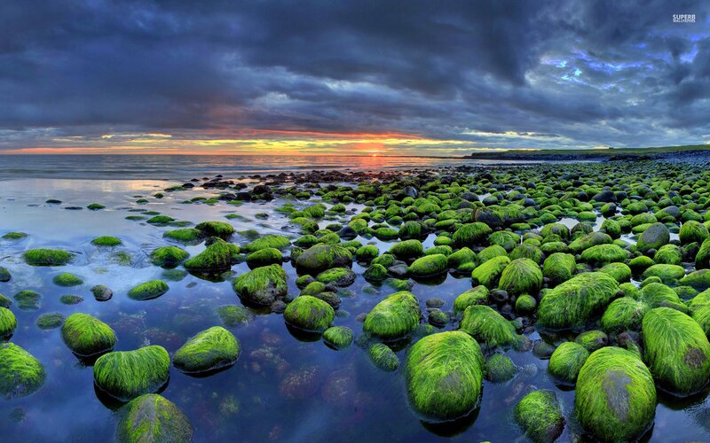 Moss-covered Rocks at Shore — Green, Dramatic, Sunset, Photograph, Ocean