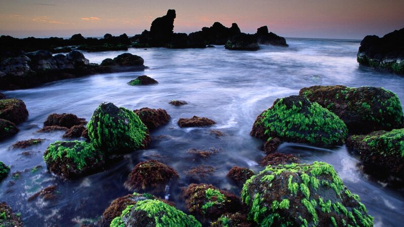 Moss-covered Rocks at Shore — Serene