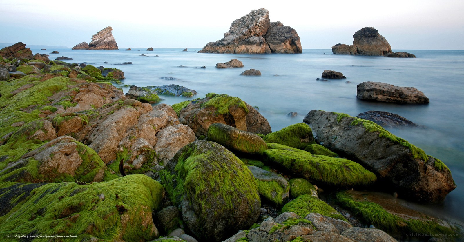 Moss-covered rocks at the seashore