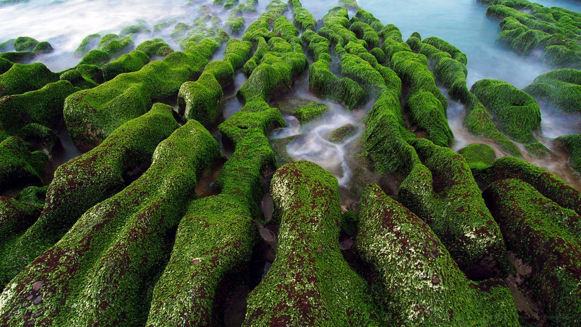 Moss-covered rocks at the shore
