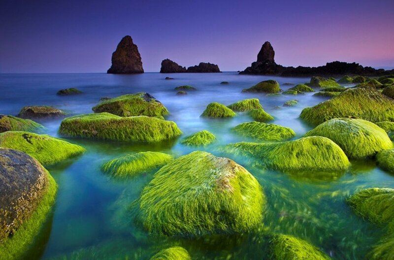 Moss-covered rocks at twilight