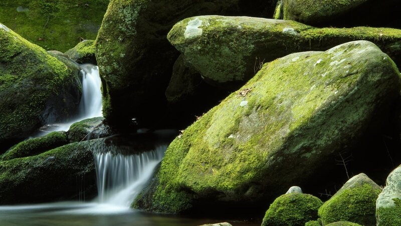 Moss-covered rocks by a stream