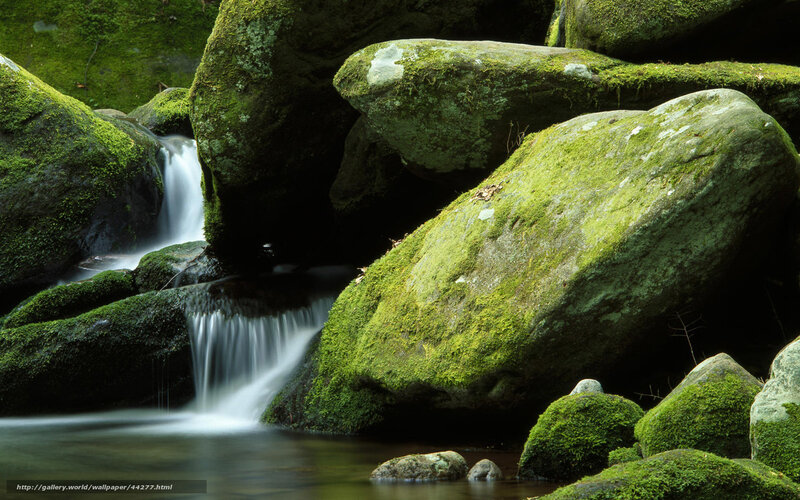 Moss-covered rocks by a stream