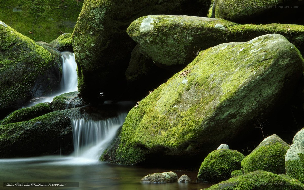 Moss-covered rocks by a stream