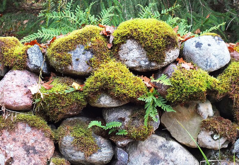 Moss-covered Rocks — Green, Natural