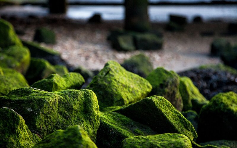 Moss-covered Rocks — Green, Serene, Photograph