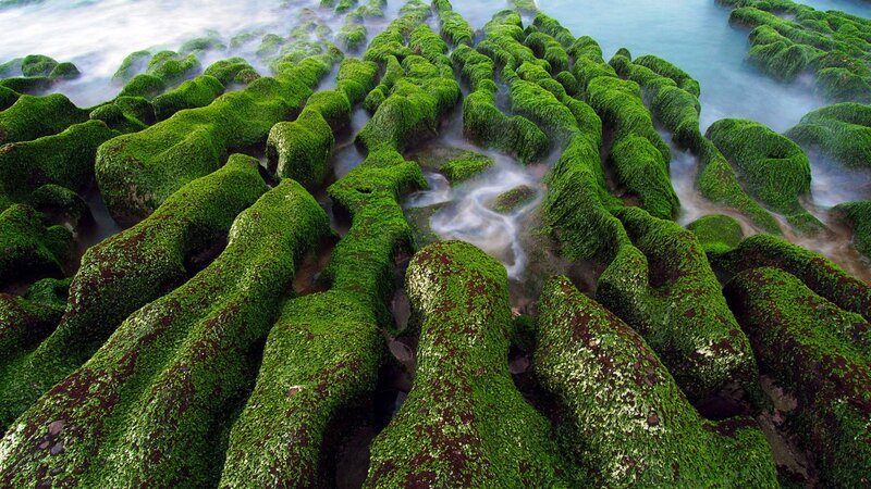 Moss-covered Rocks — Green, Serene
