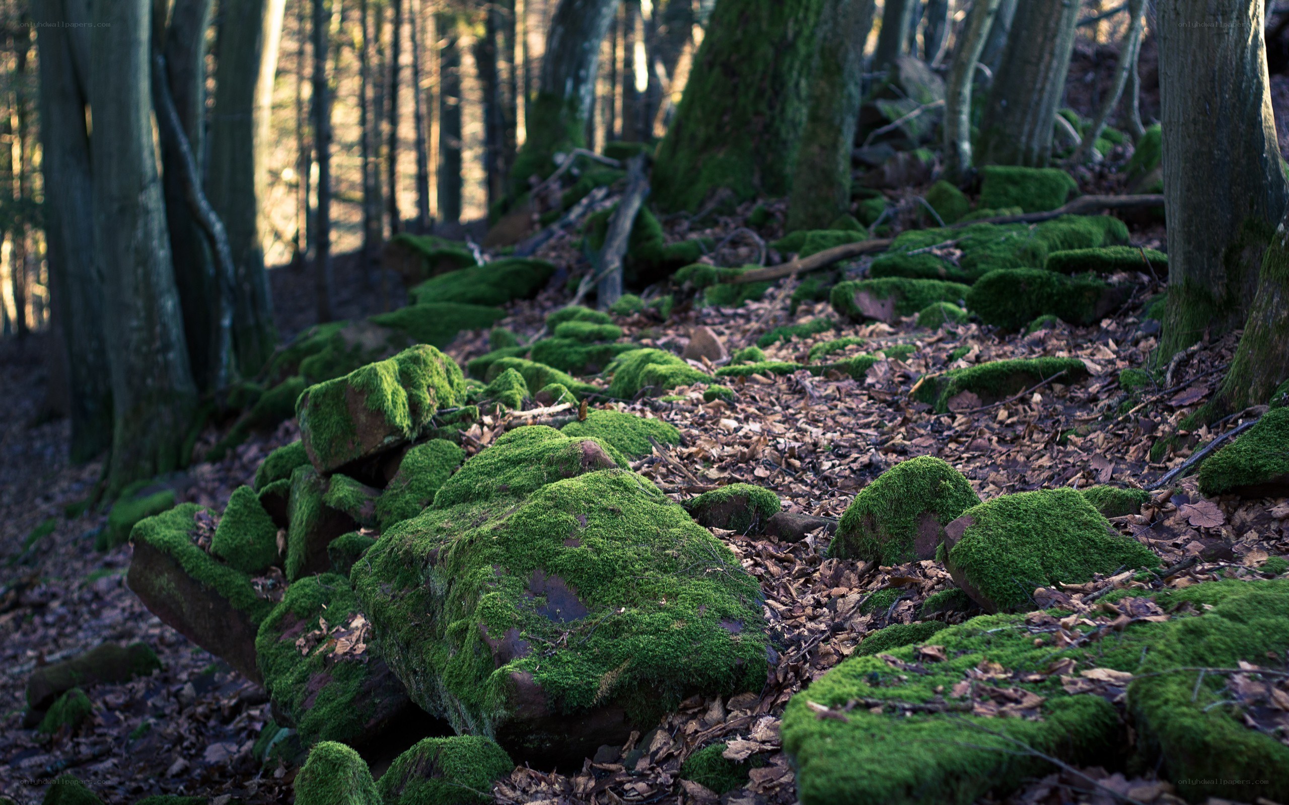 Moss-covered rocks in a forest