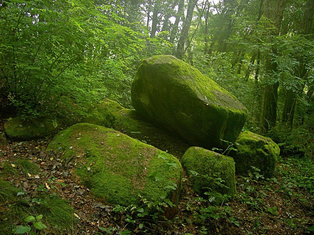 Moss-covered rocks in a forest