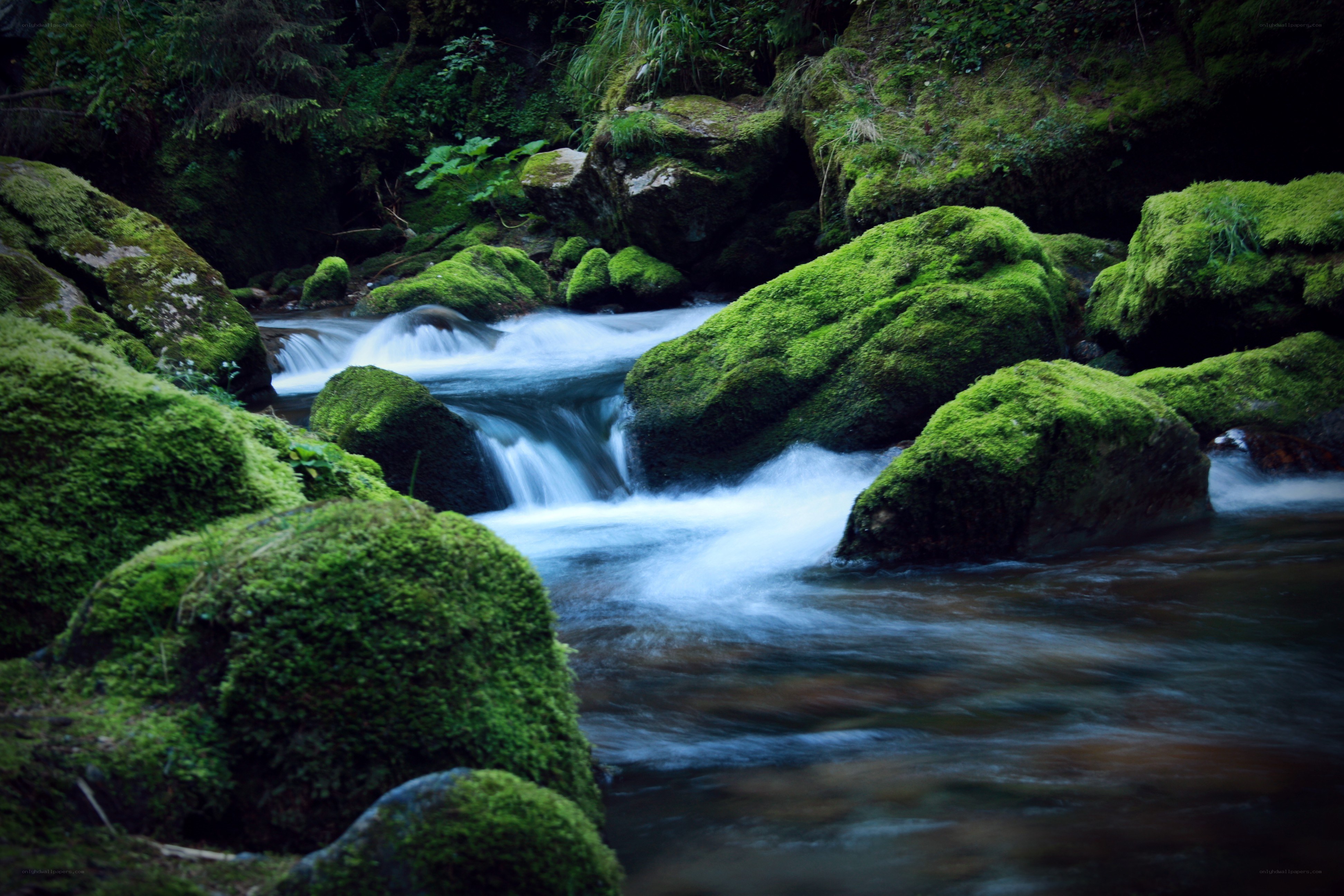 Moss-covered rocks in a forest stream