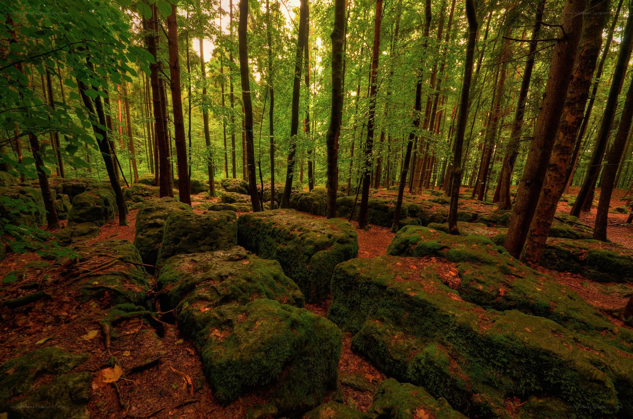 Moss-covered rocks in a forest