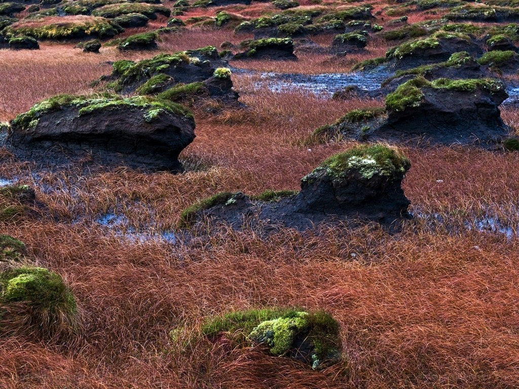 Moss-covered rocks in a marsh