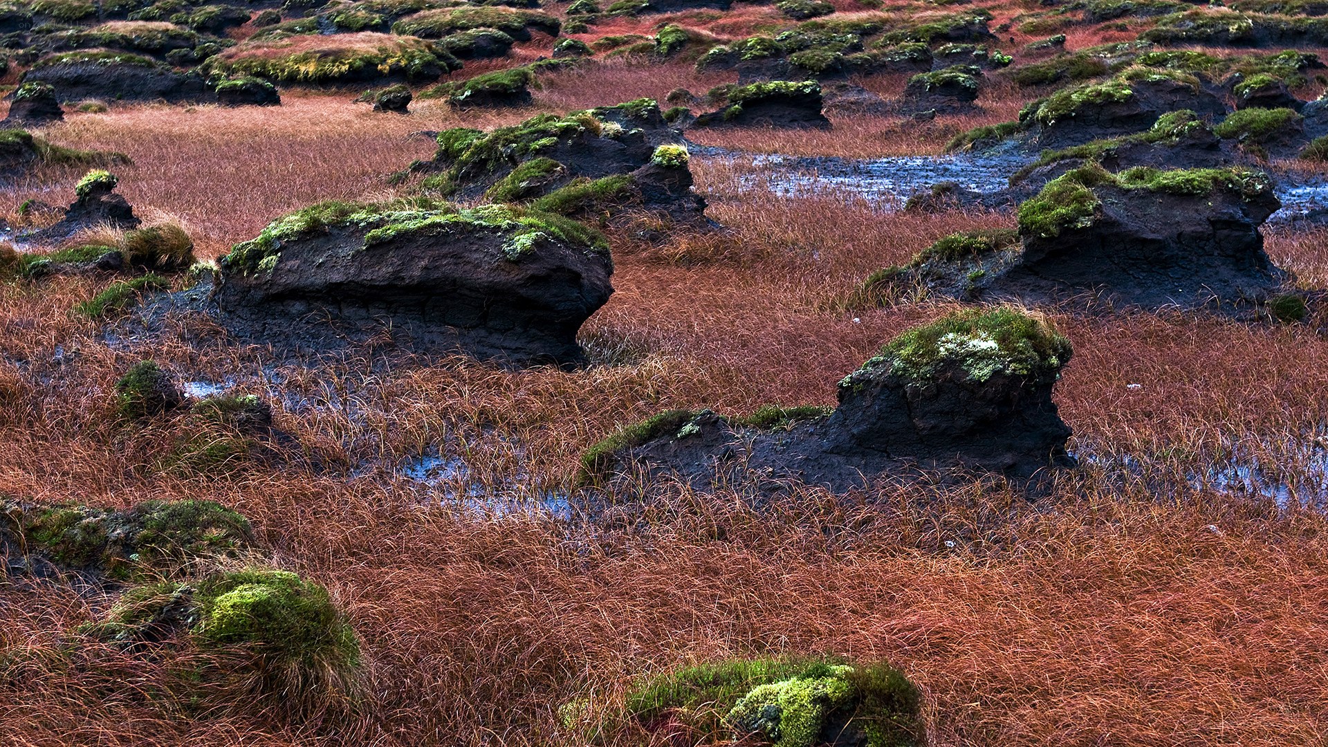 Moss-covered rocks in a marsh