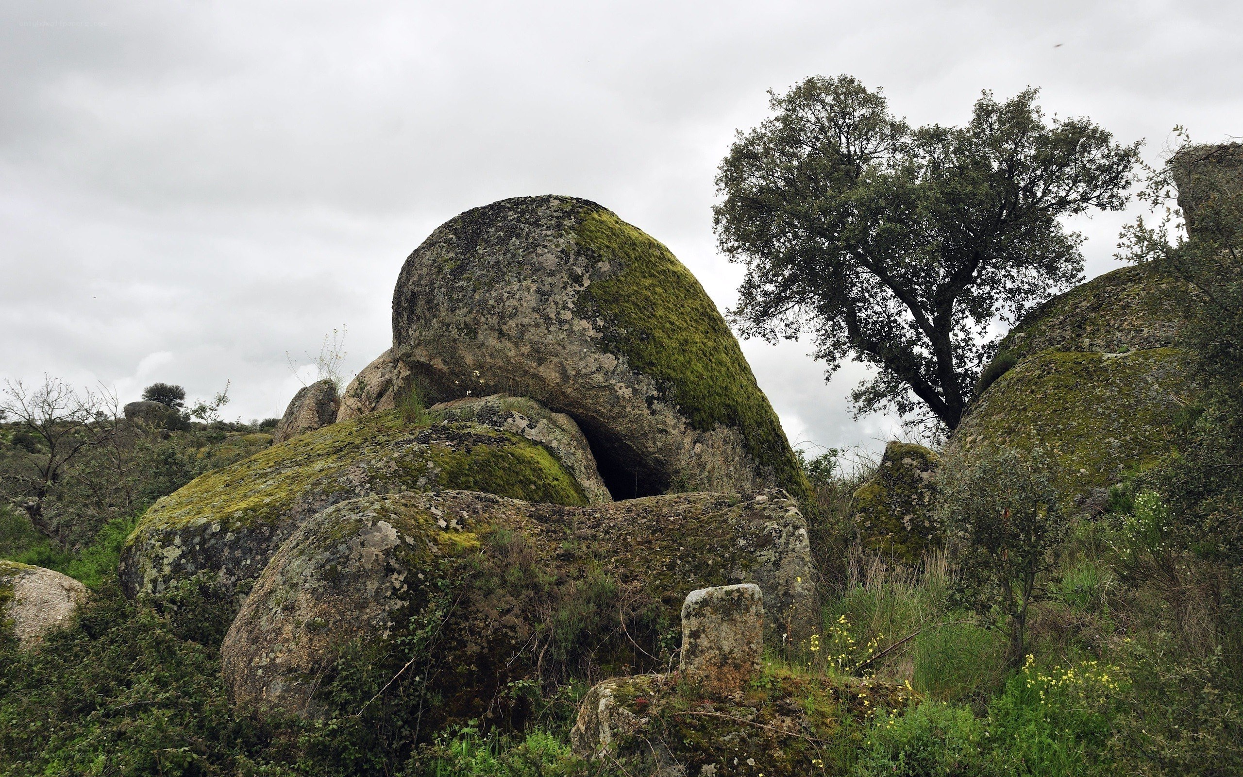 Moss-covered rocks in a natural landscape