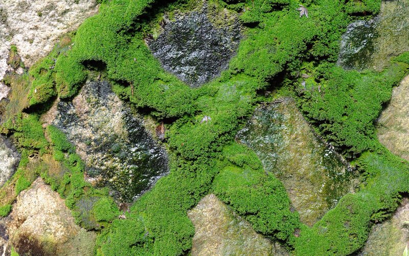 moss-covered rocks in a stream