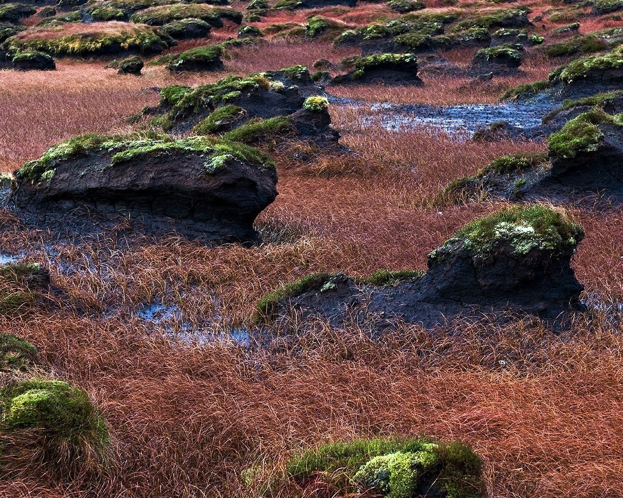 Moss-covered rocks in autumn marsh
